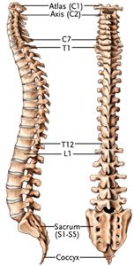 Spine