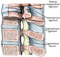 Spine