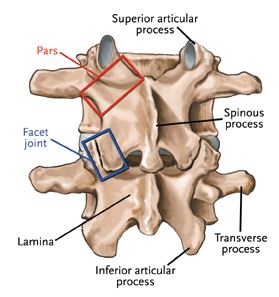 spine