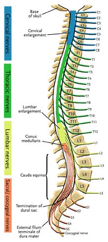 Spine Diagram